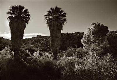 Palm trees in mountains photo