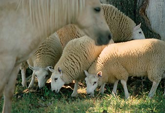 Sheep and horses photo
